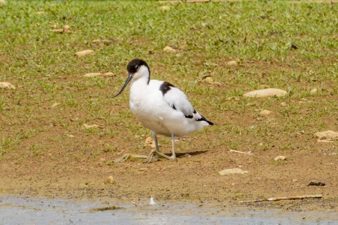 Pied Avocet (Recurvirostra avosetta) Shoreline